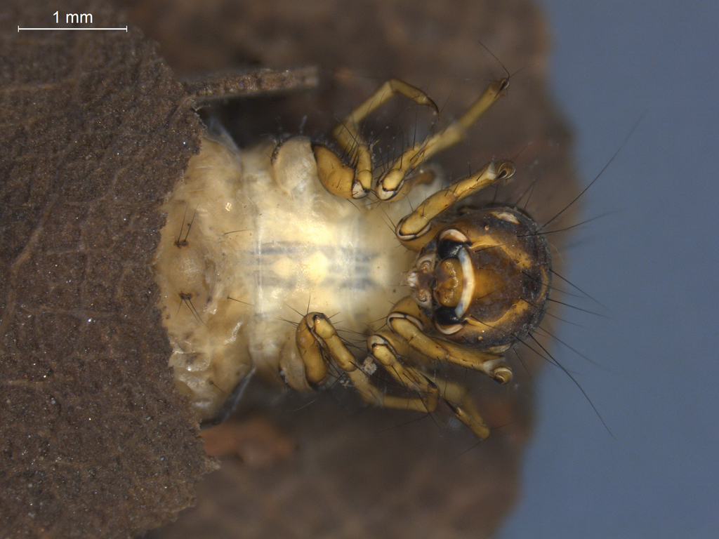 Glyphotaelius pellucidus